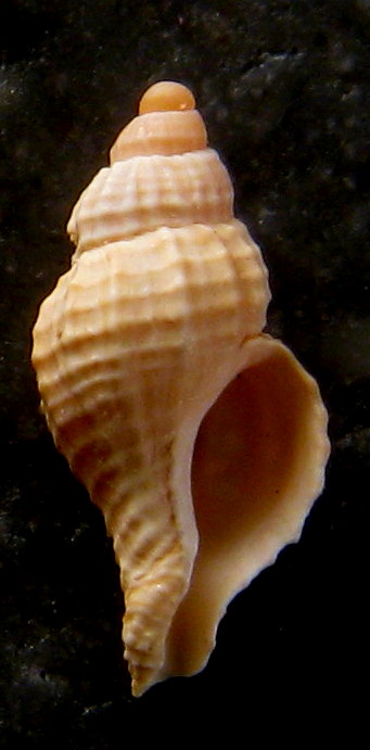 Ocinebrina aciculata exilis